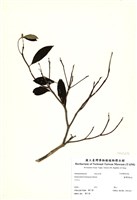 藏品(臺灣厚距花)的圖片